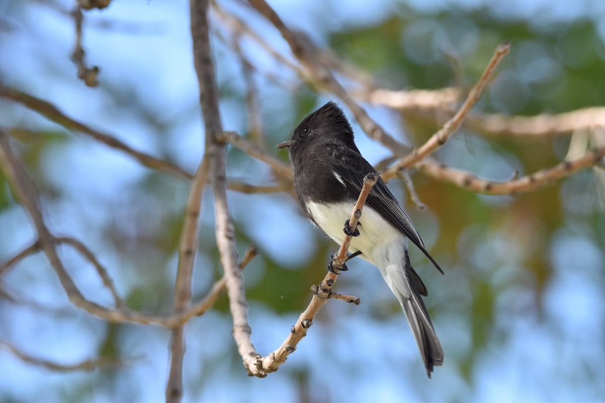 Black Phoebe - James  Watts, Jr