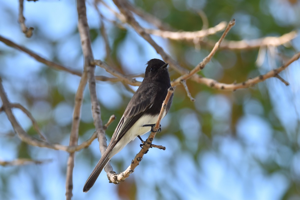 Black Phoebe - ML376520591