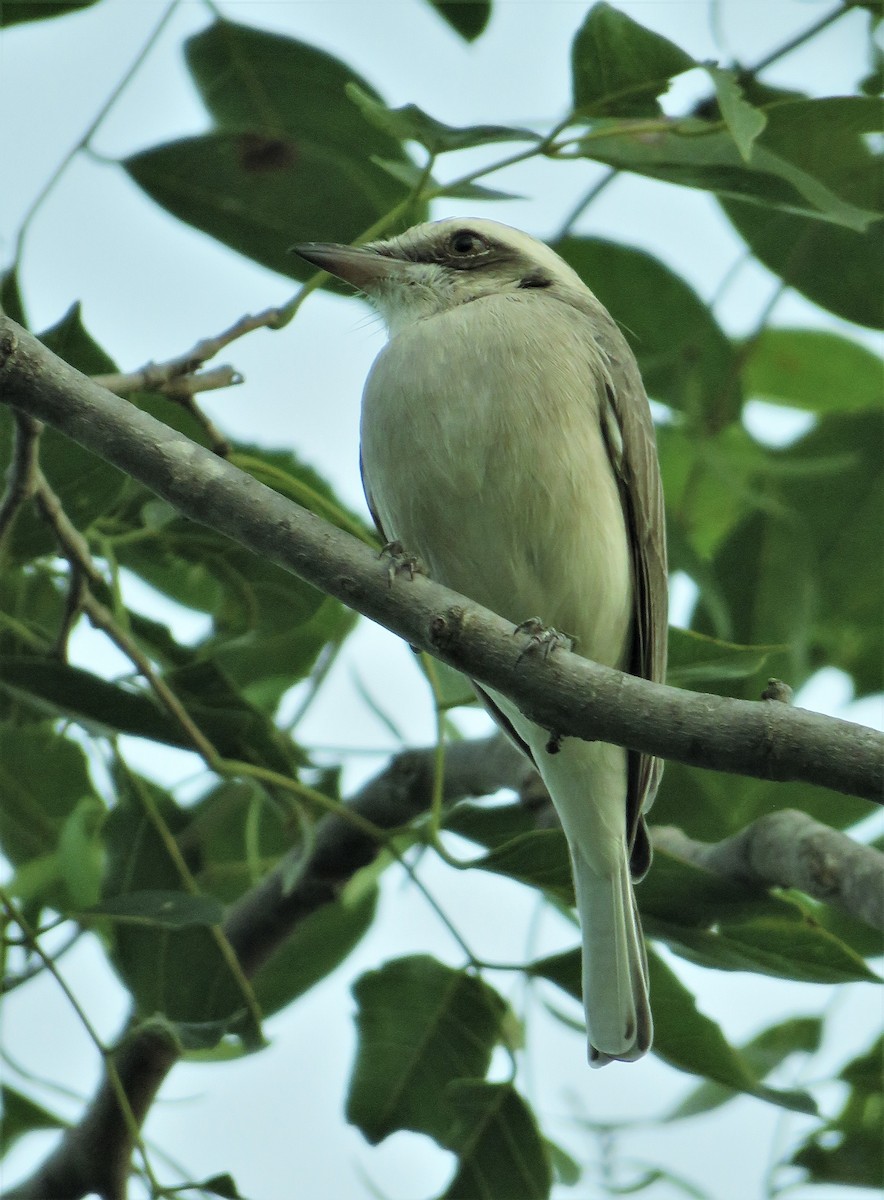 Common Woodshrike - ML376524001