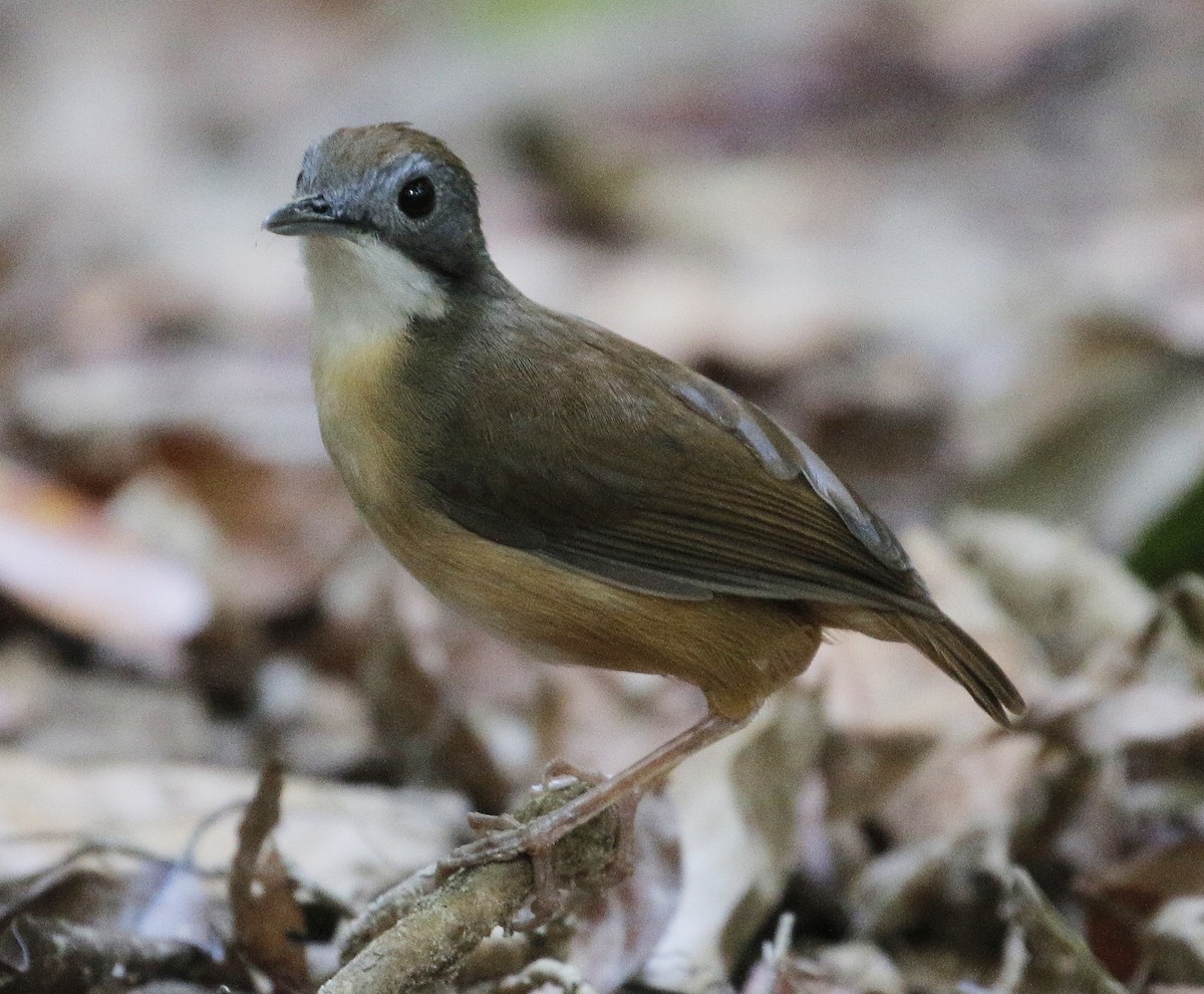 Short-tailed Babbler - Neoh Hor Kee