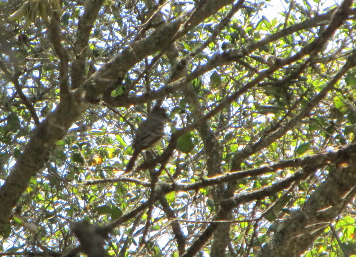 Ash-throated Flycatcher - ML37652521