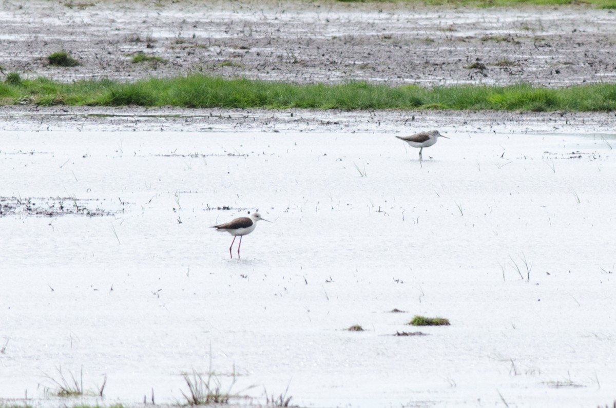 Black-winged Stilt - ML376525431