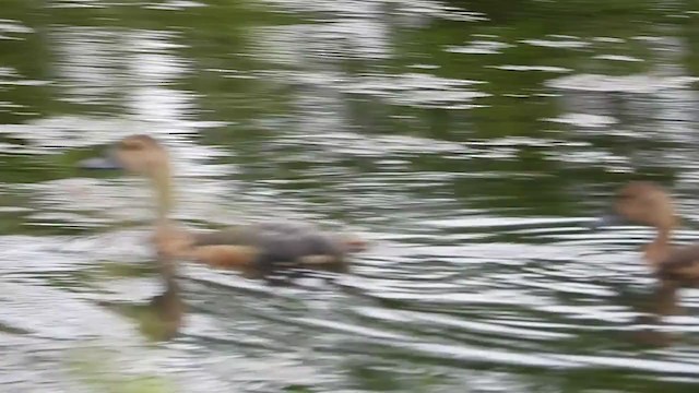 Lesser Whistling-Duck - ML376525441