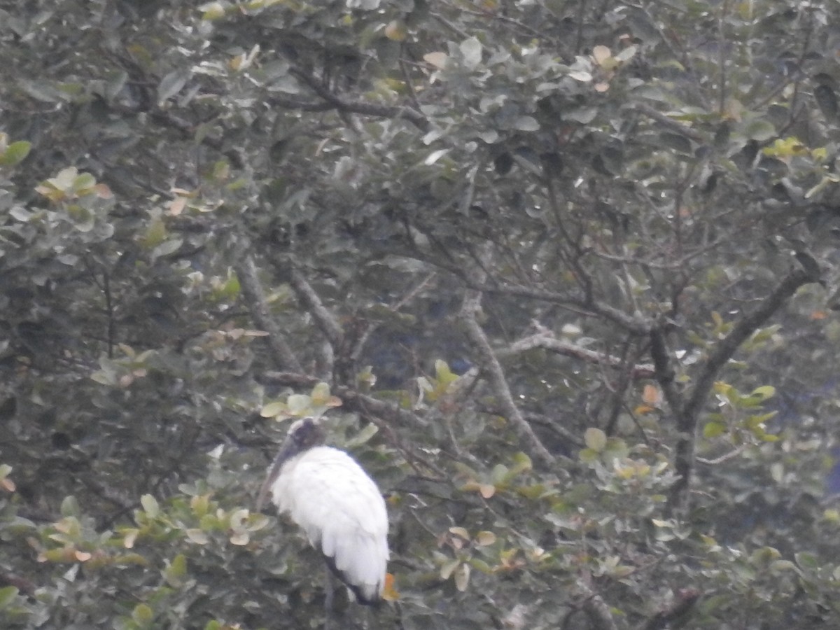 Wood Stork - Romel Romero