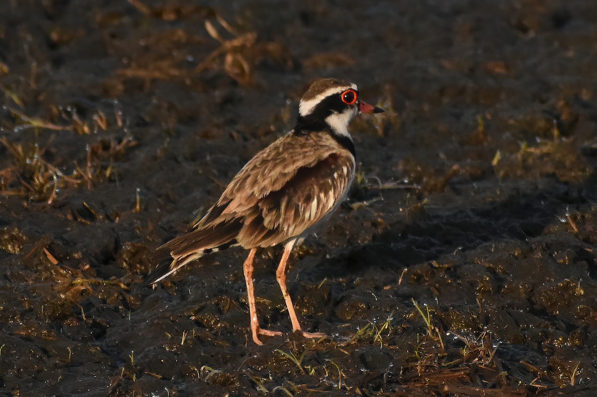 Black-fronted Dotterel - Frank Lin