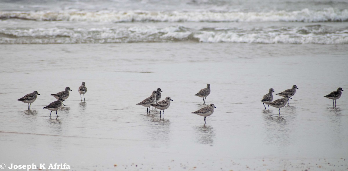 Sanderling - JOSEPH KWASI AFRIFA