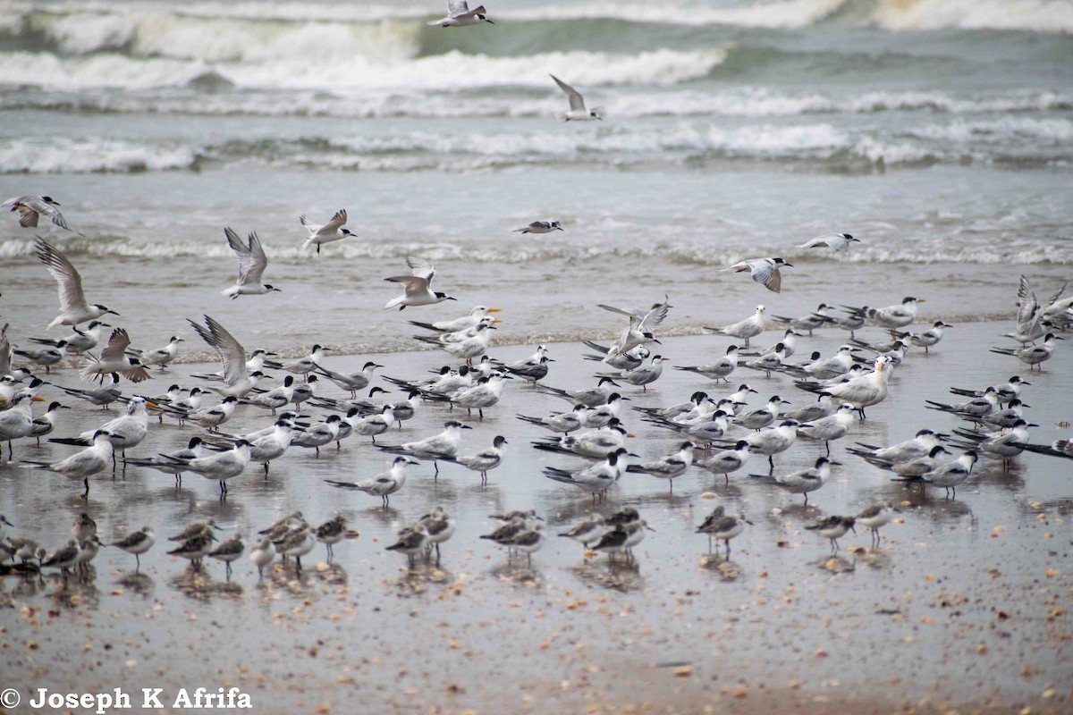 Roseate Tern - ML376528281