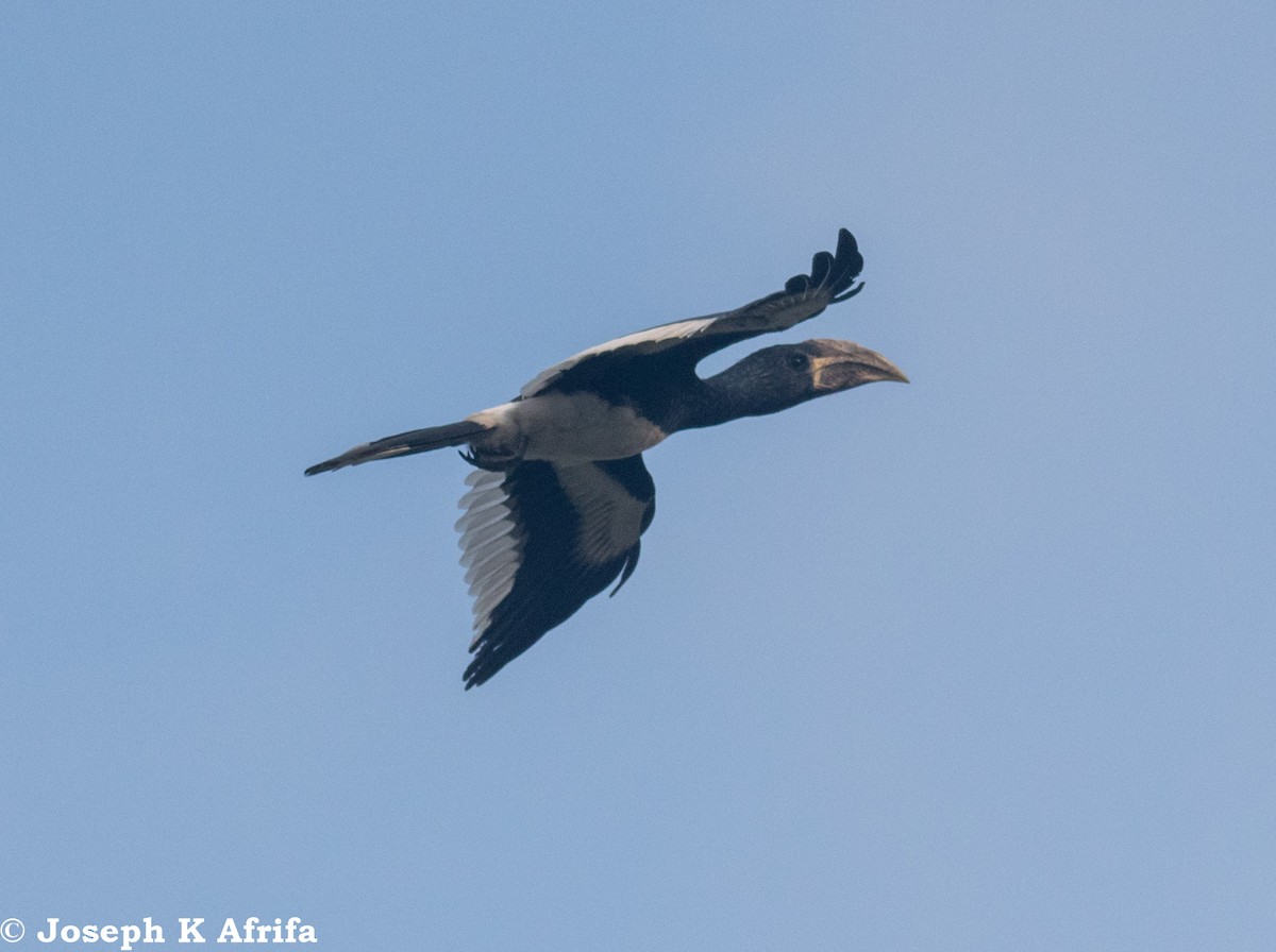 Piping Hornbill - ML376528541