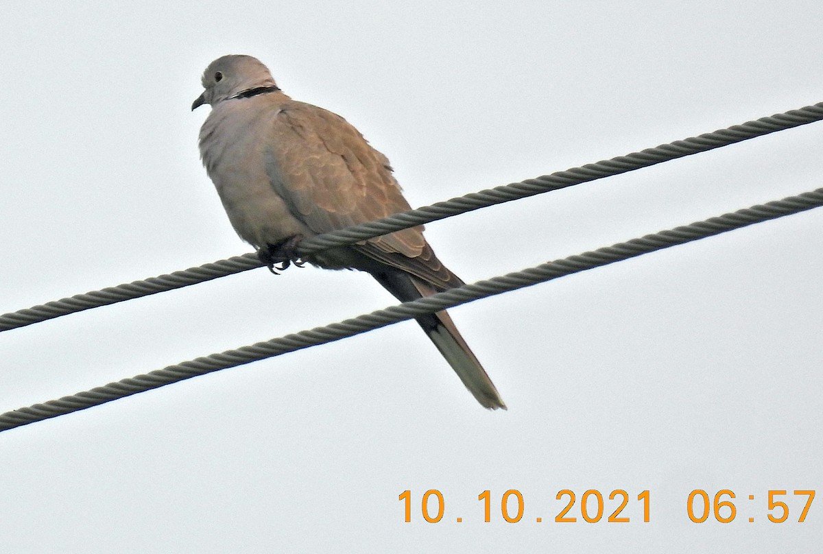 Eurasian Collared-Dove - ML376528621