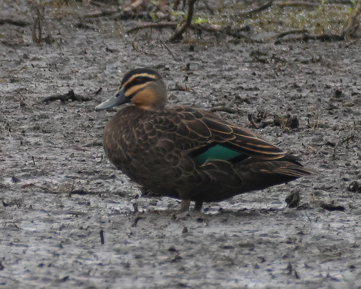 Pacific Black Duck - ML376528681
