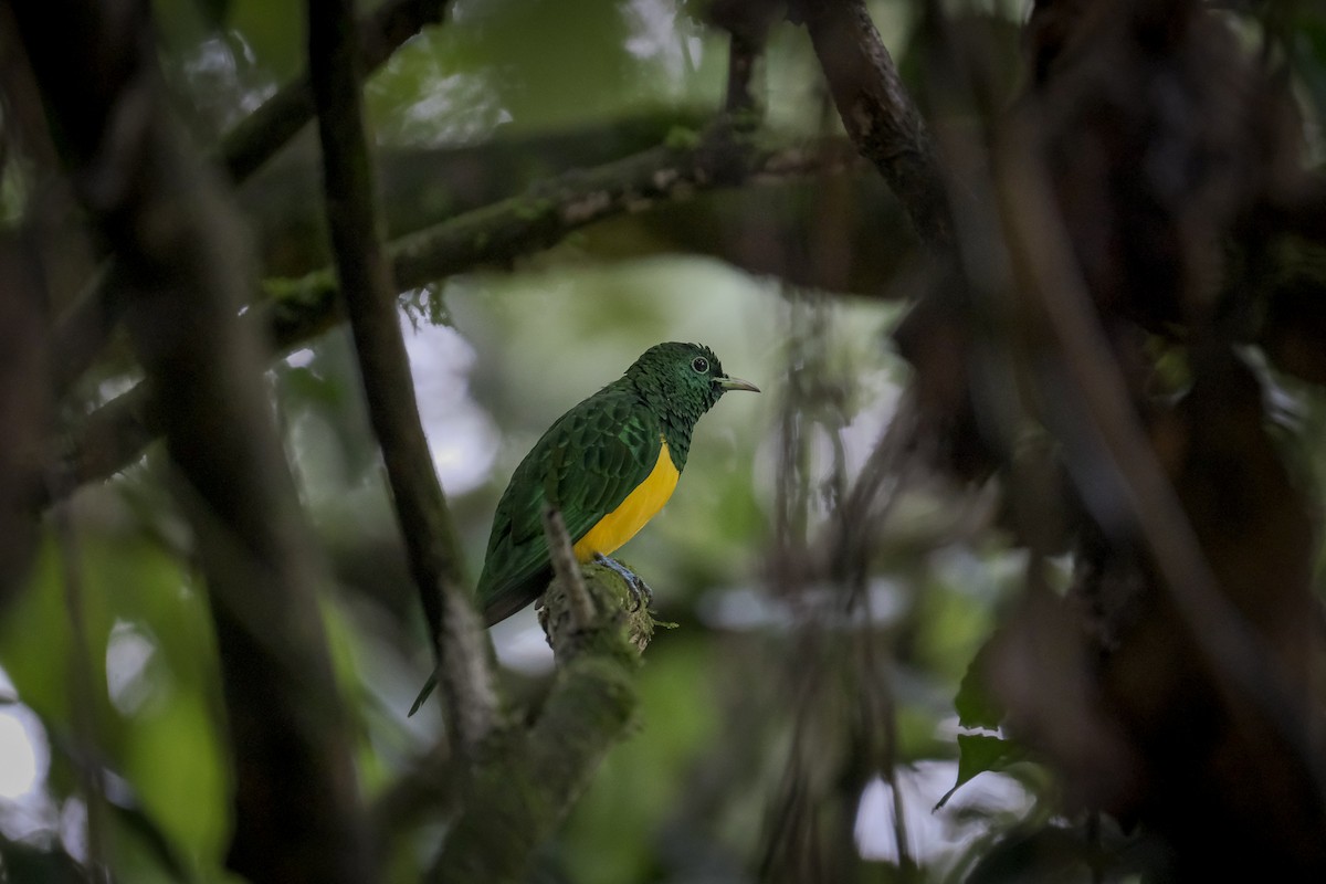 African Emerald Cuckoo - ML376529661