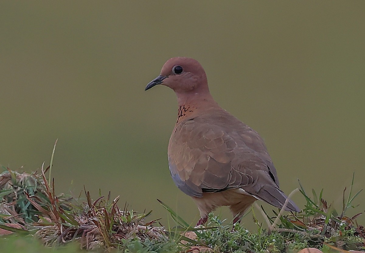 Laughing Dove - ML376530231