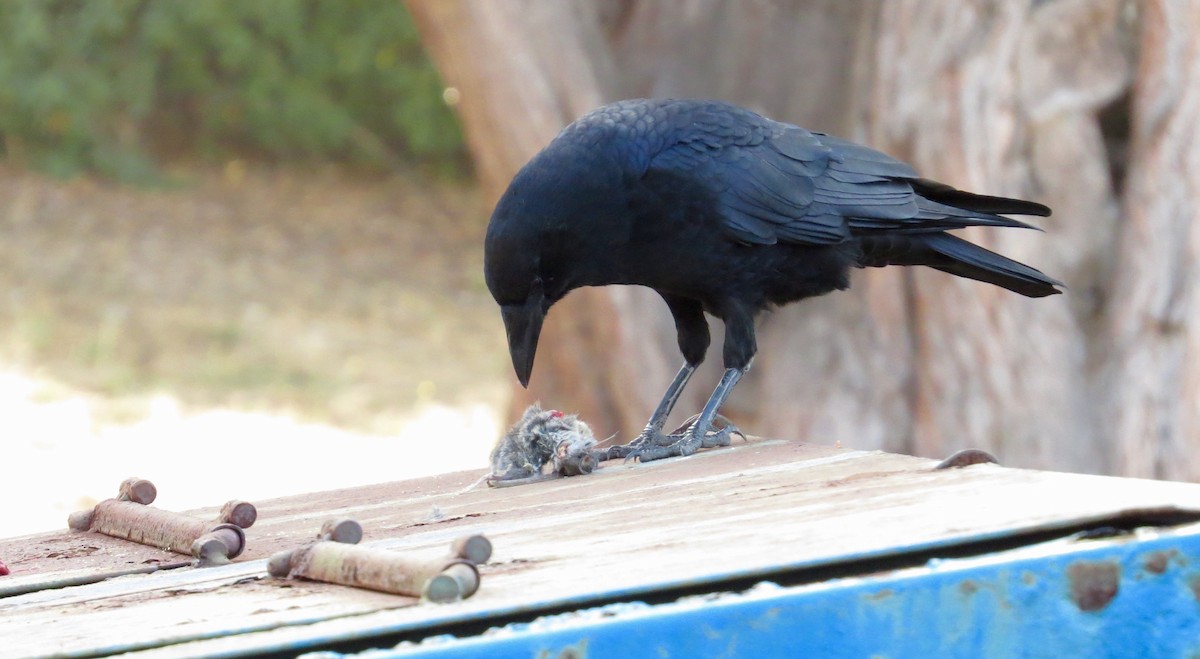 American Crow - ML376530501