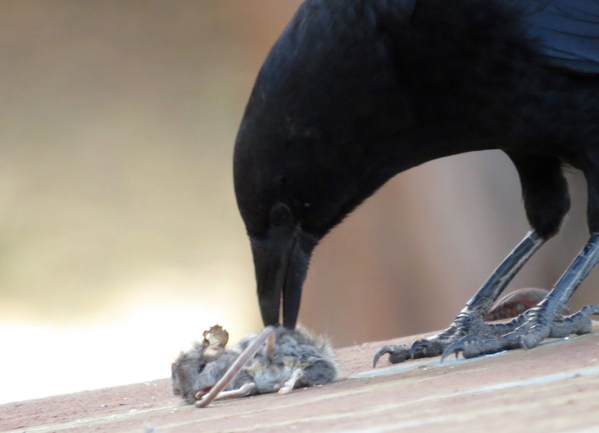 American Crow - ML376530511