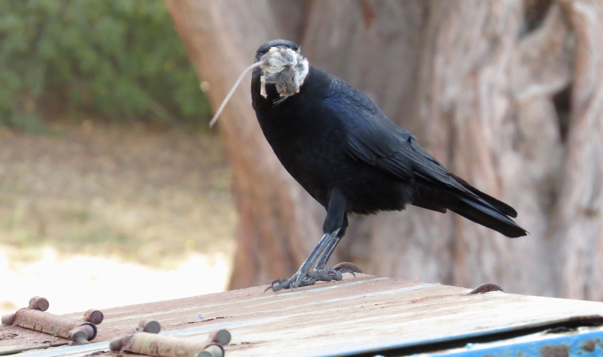 American Crow - ML376530521