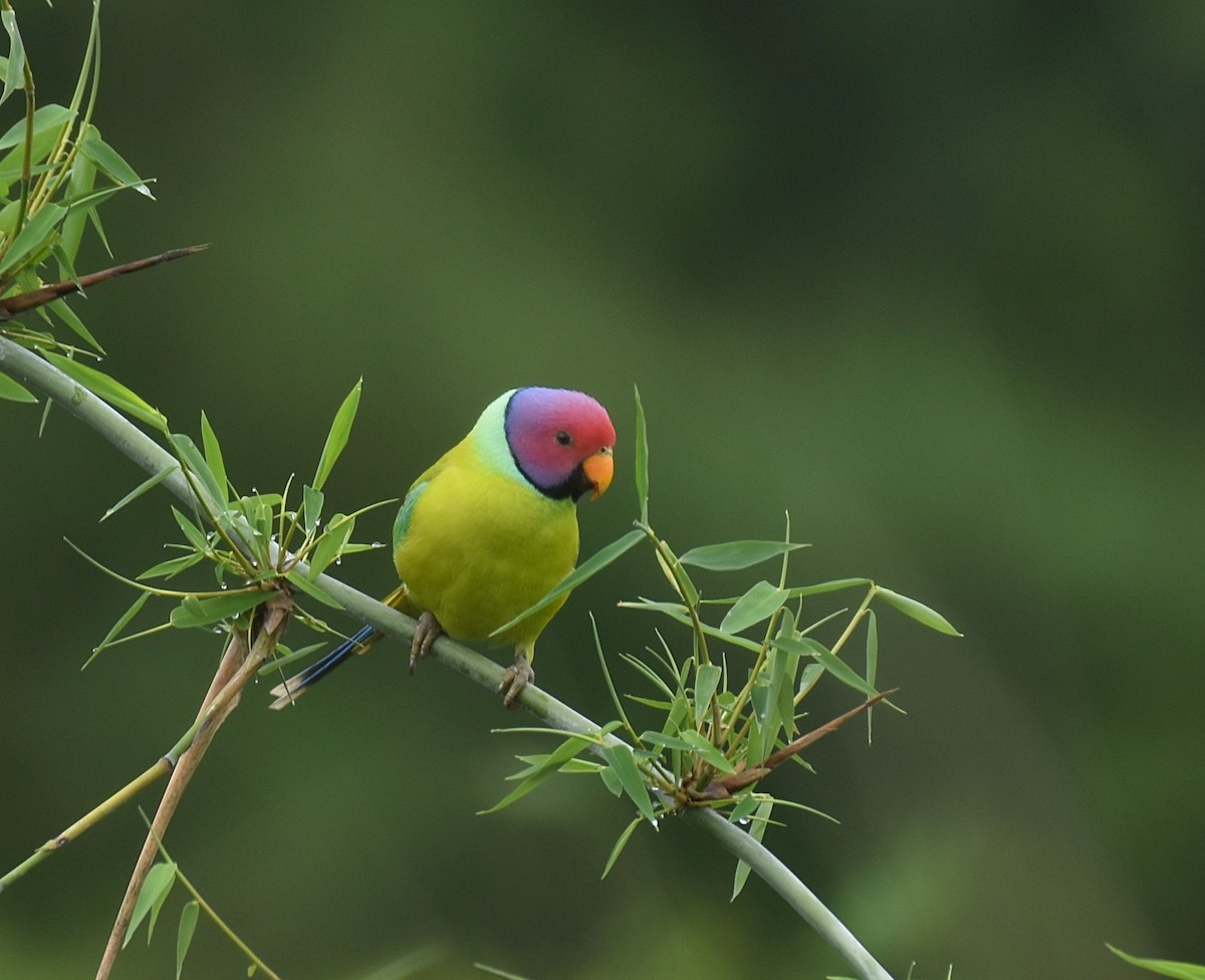 Plum-headed Parakeet - ML376531221