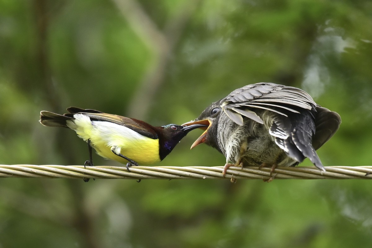 Gray-bellied Cuckoo - ML376531741