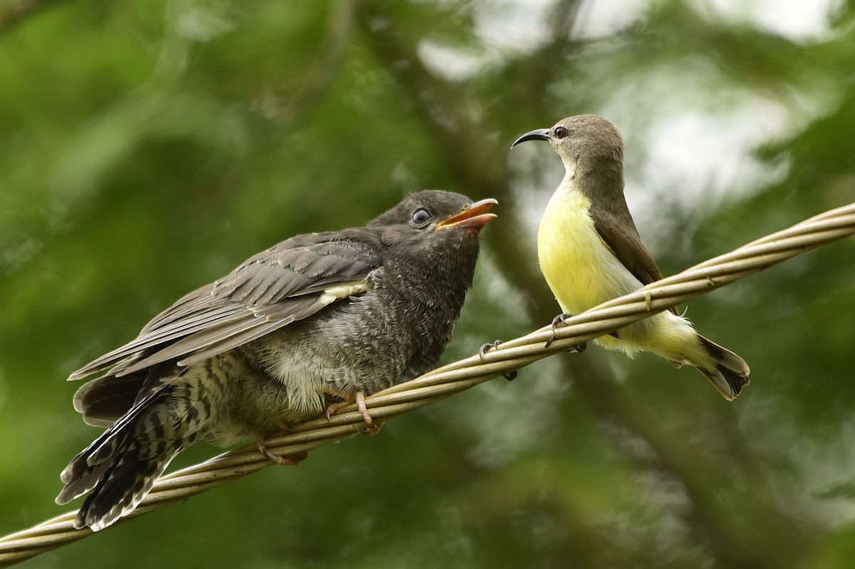 Gray-bellied Cuckoo - ML376531921