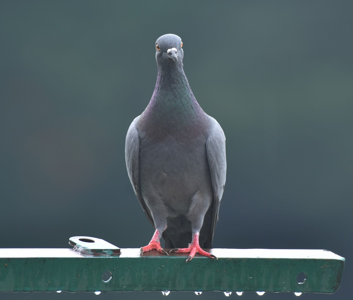 Rock Pigeon (Feral Pigeon) - ML376531971