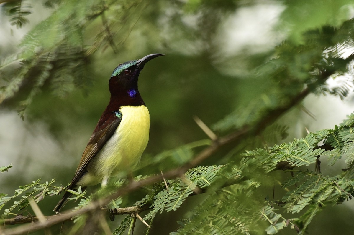 Purple-rumped Sunbird - ML376531981