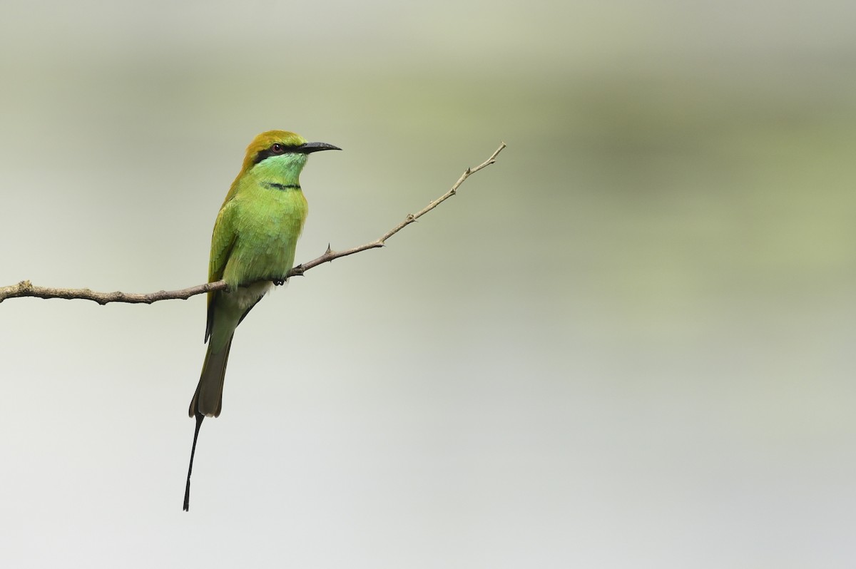 Asian Green Bee-eater - ML376532121