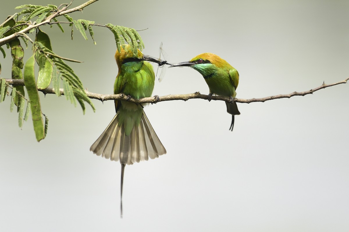 Asian Green Bee-eater - ML376532221