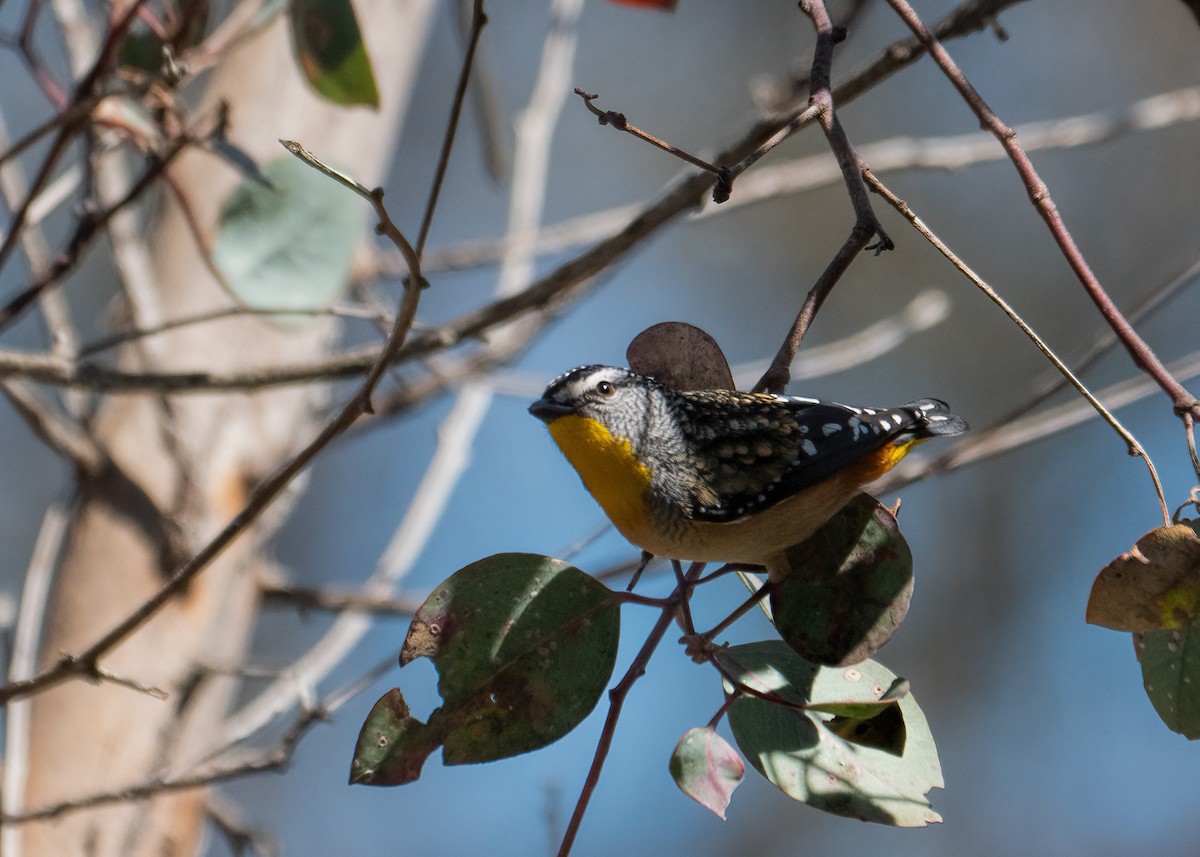 Pardalote Moteado - ML376532941