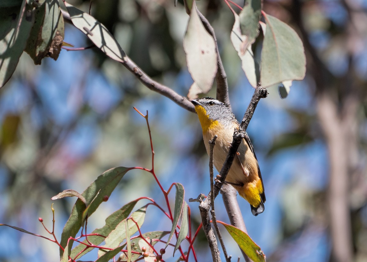 Fleckenpanthervogel - ML376532951