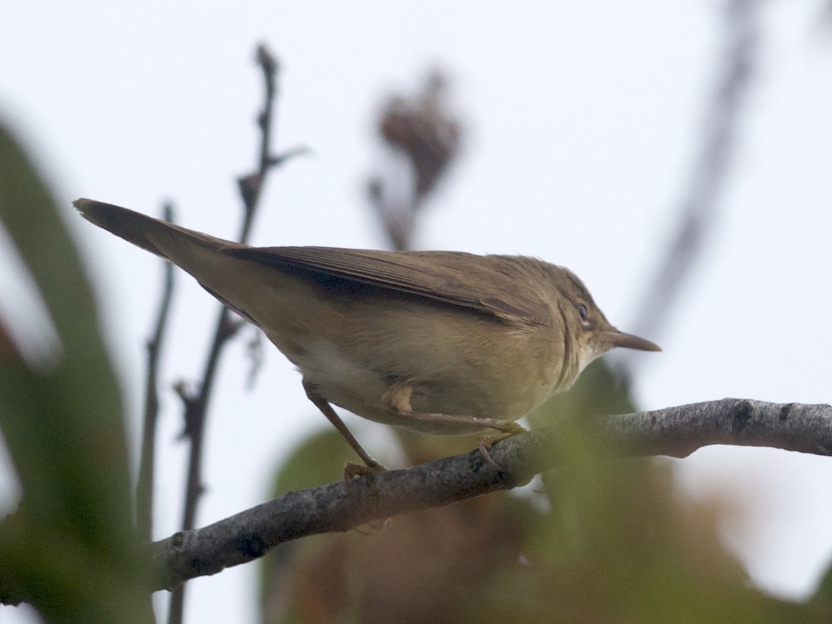 Common Reed Warbler - ML376533131