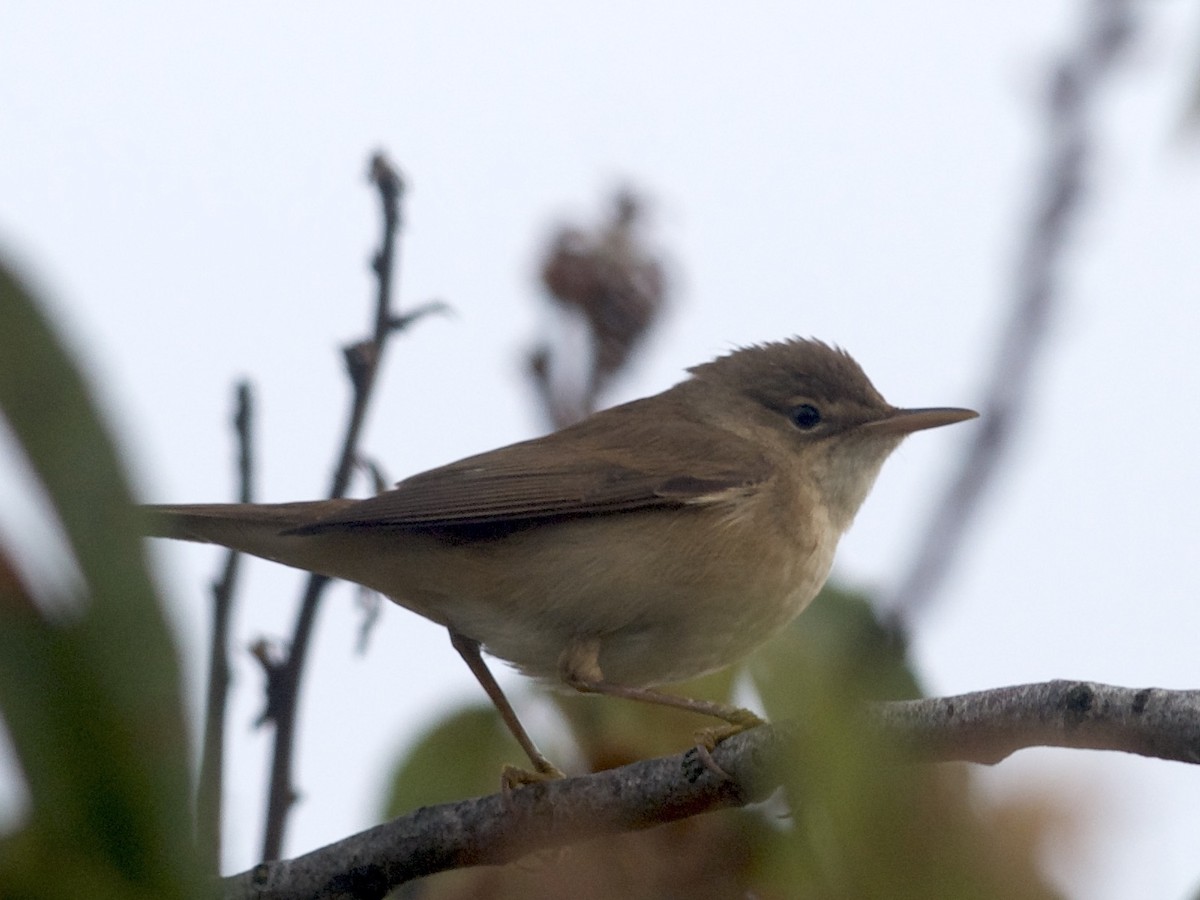 Common Reed Warbler - ML376533141