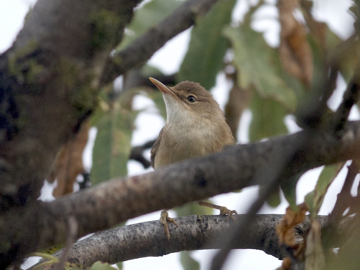 Common Reed Warbler - ML376533151