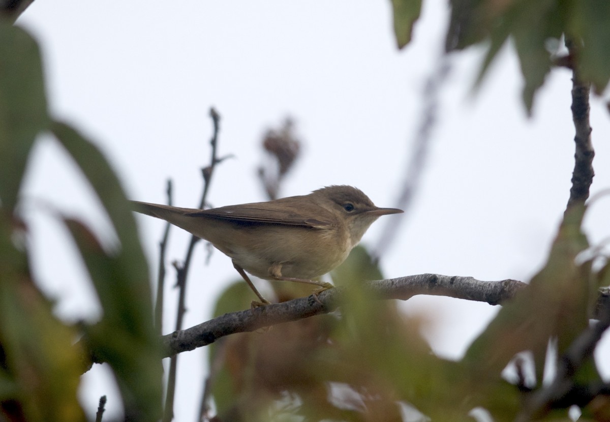 Common Reed Warbler - ML376533161