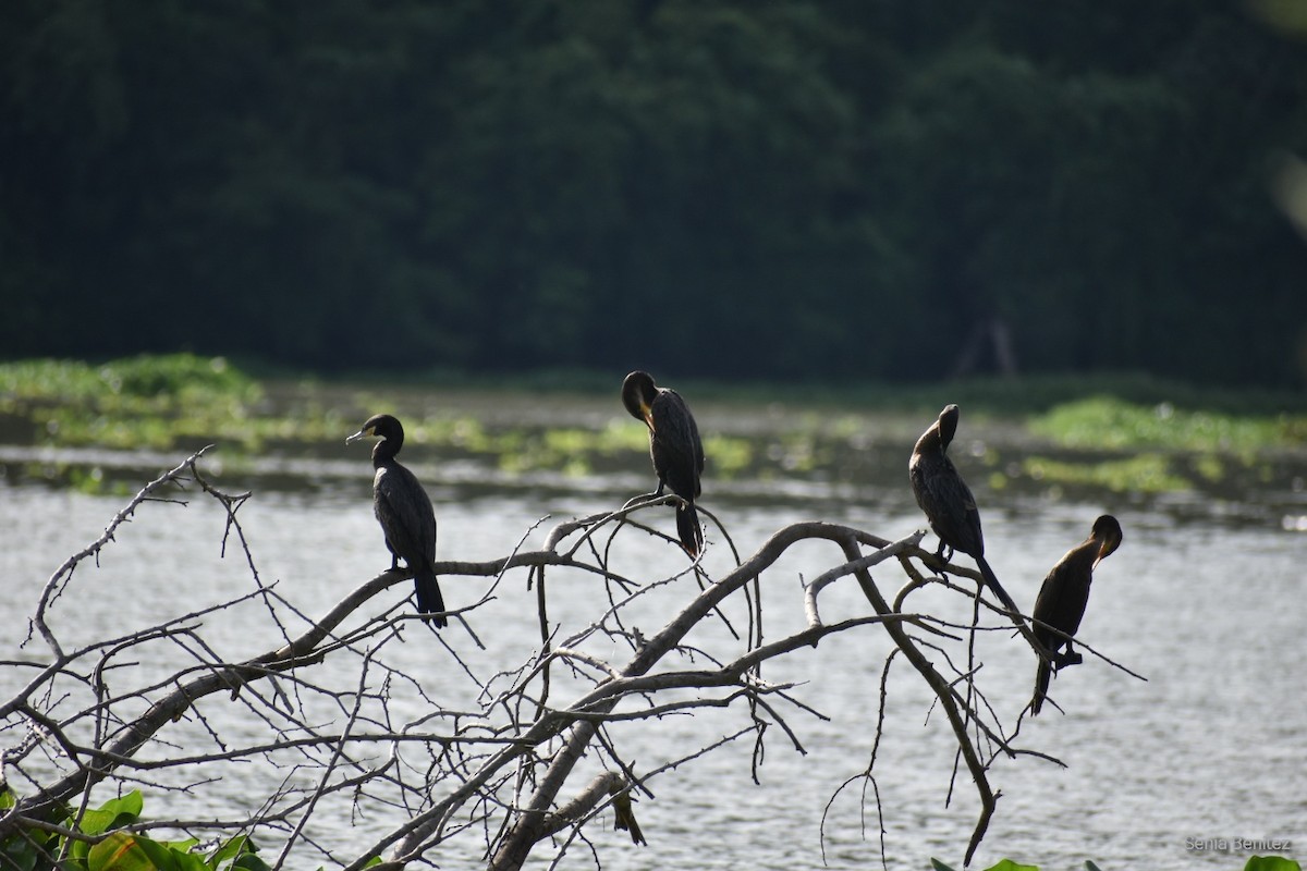 Neotropic Cormorant - Senia Benitez