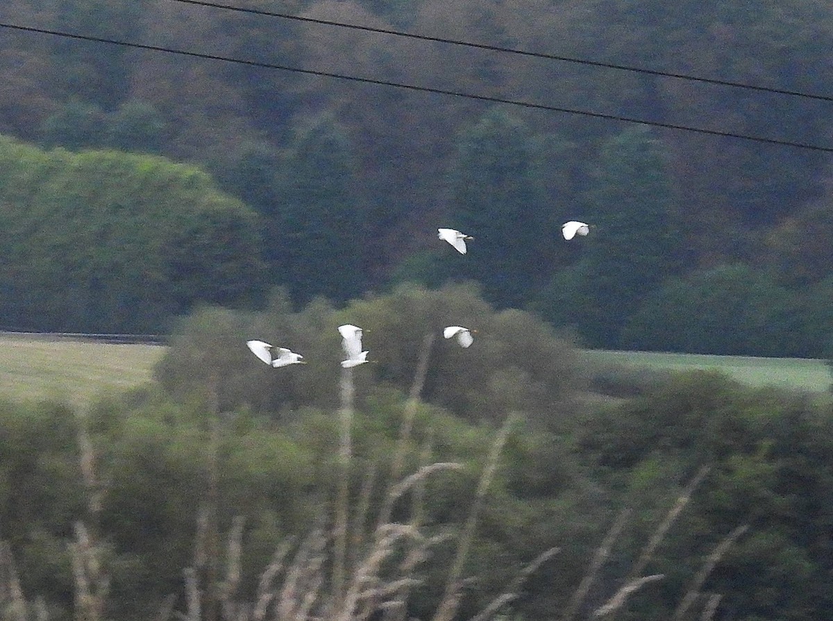 Little Egret - ML376538291