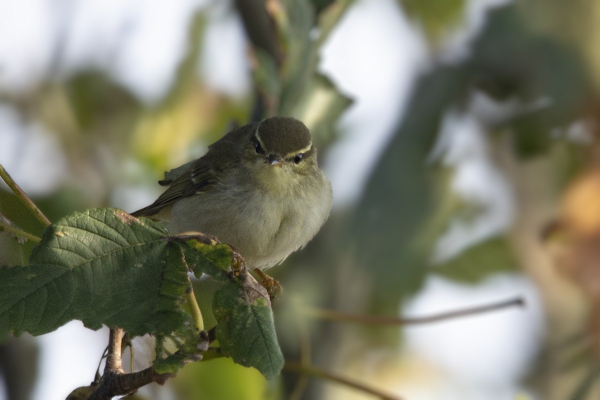 Arctic Warbler - ML376538761