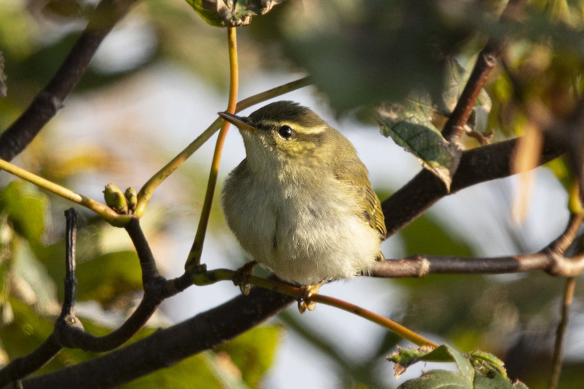 Arctic Warbler - ML376538771