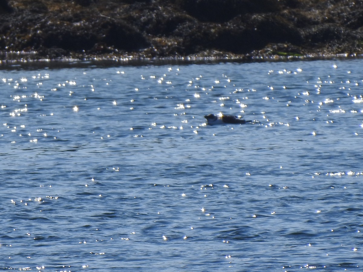 Razorbill - Diane LeBlanc