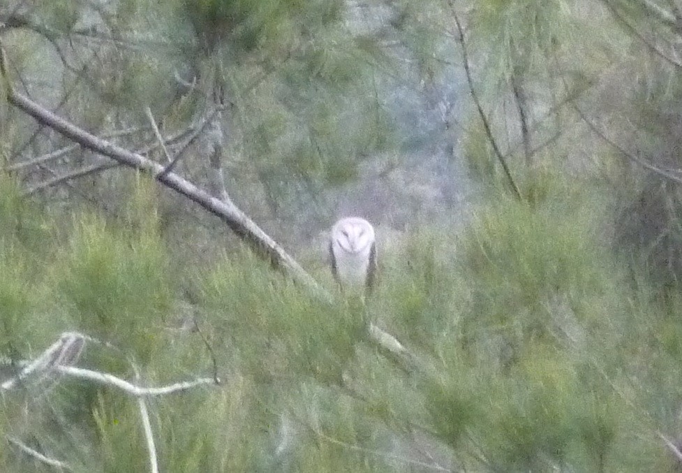 Eastern Barn Owl - ML376542151
