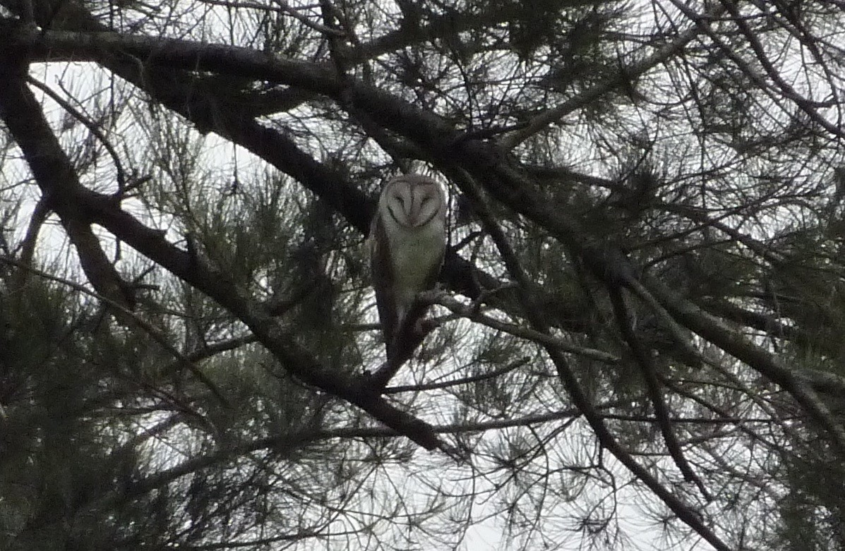 Eastern Barn Owl - ML376542161