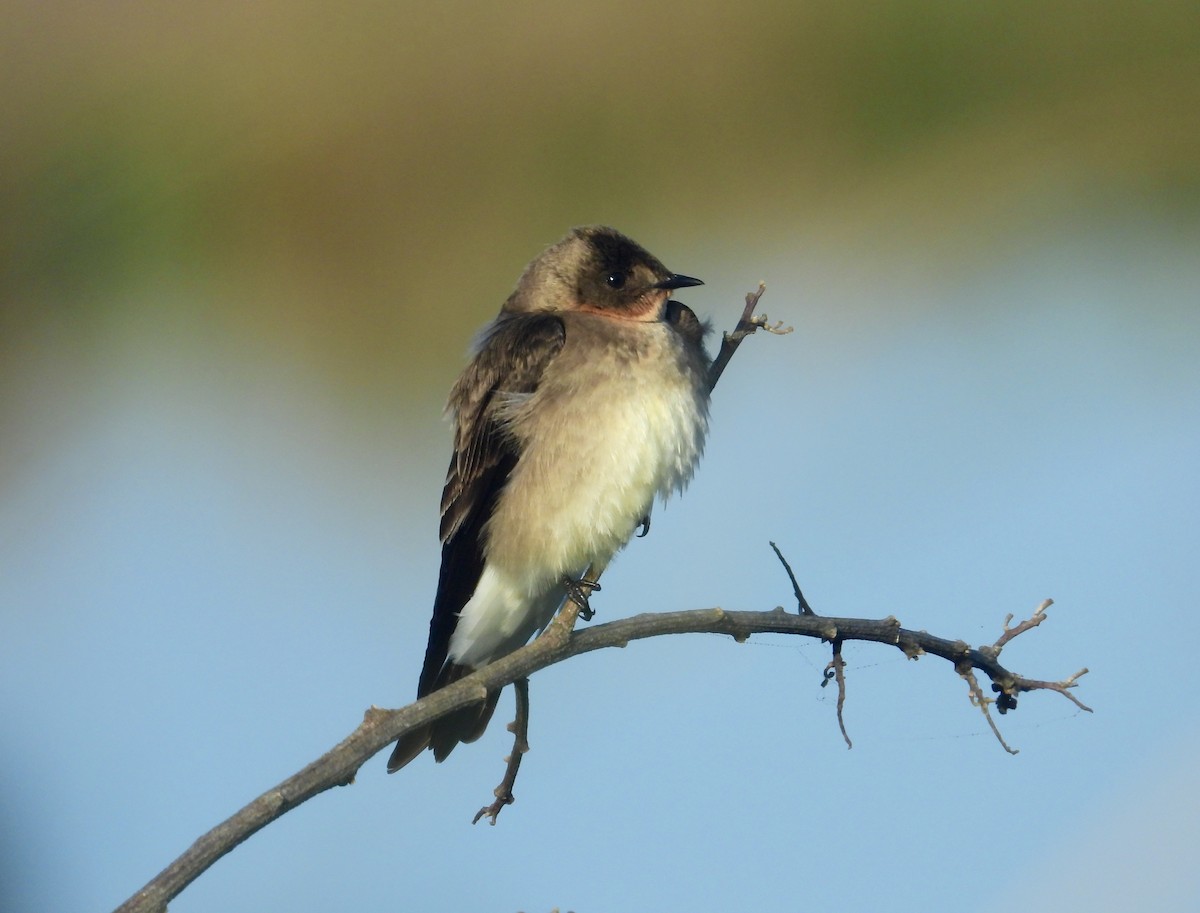 Southern Rough-winged Swallow - COA Punta del Este Maldonado