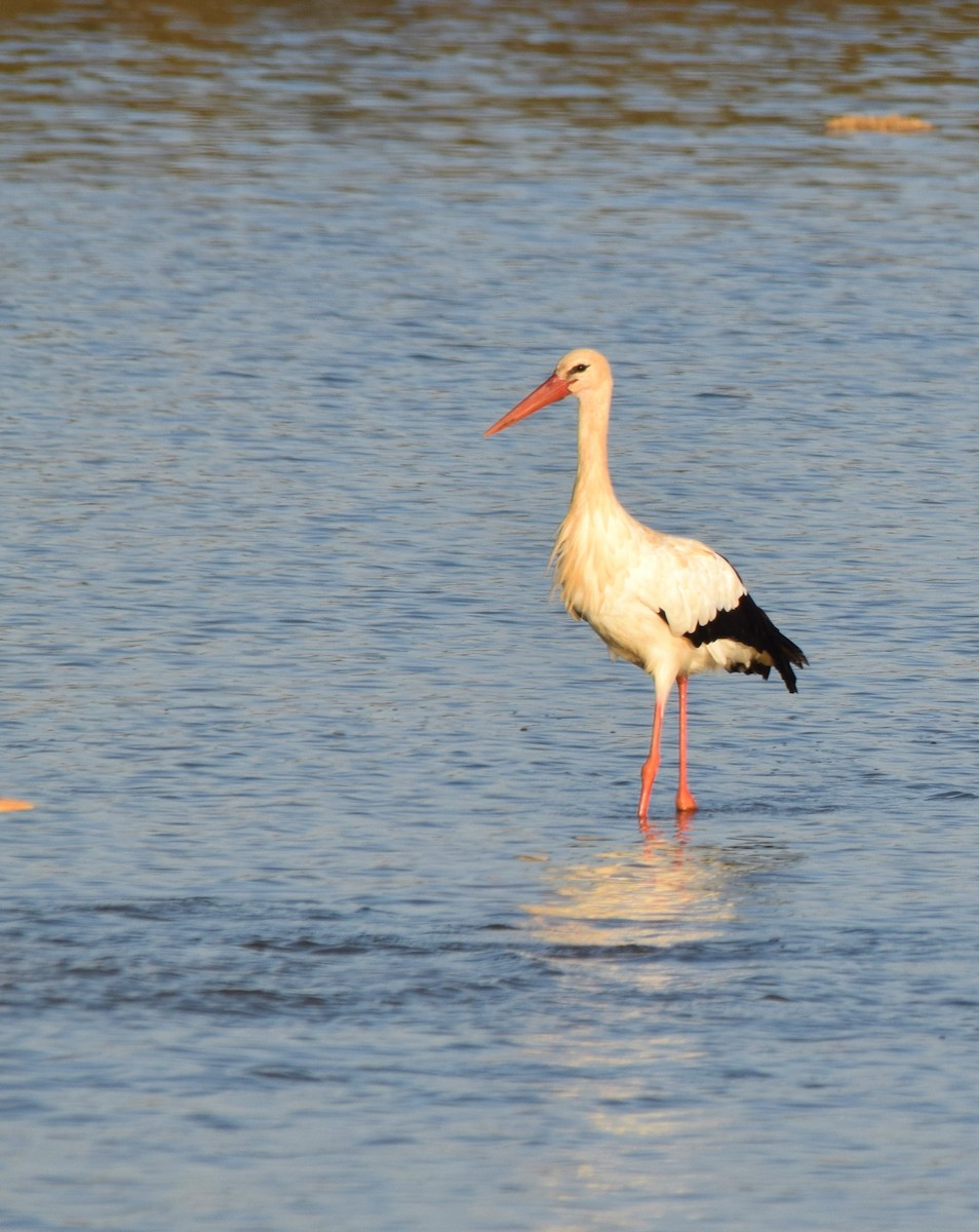 White Stork - Luís Santos