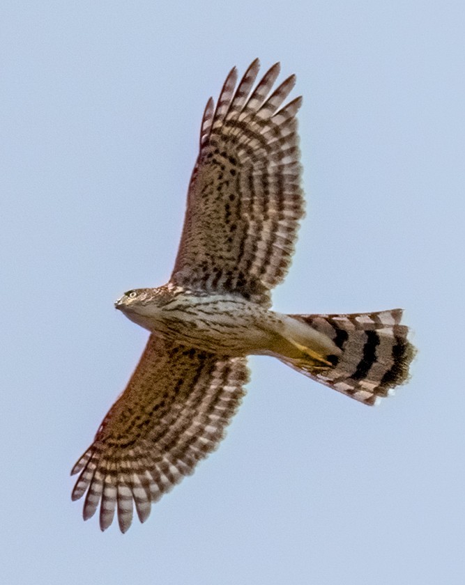 Cooper's Hawk - ML376546721