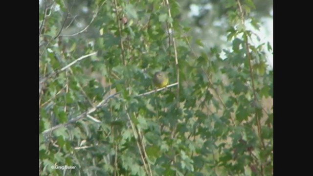 MacGillivray's Warbler - ML376547471