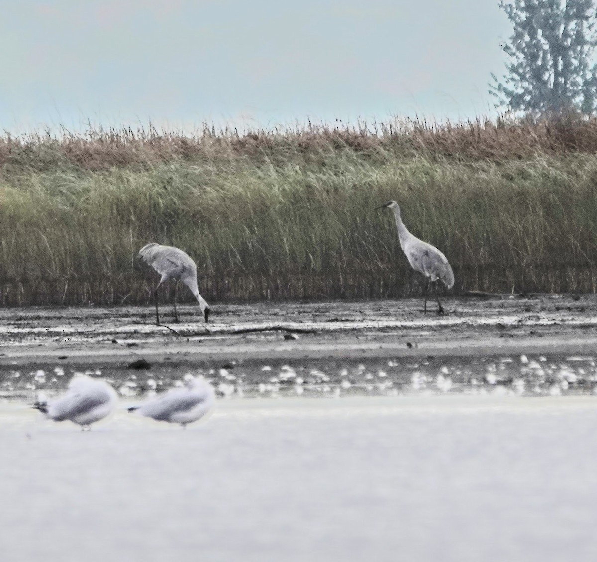 Sandhill Crane - ML376548231