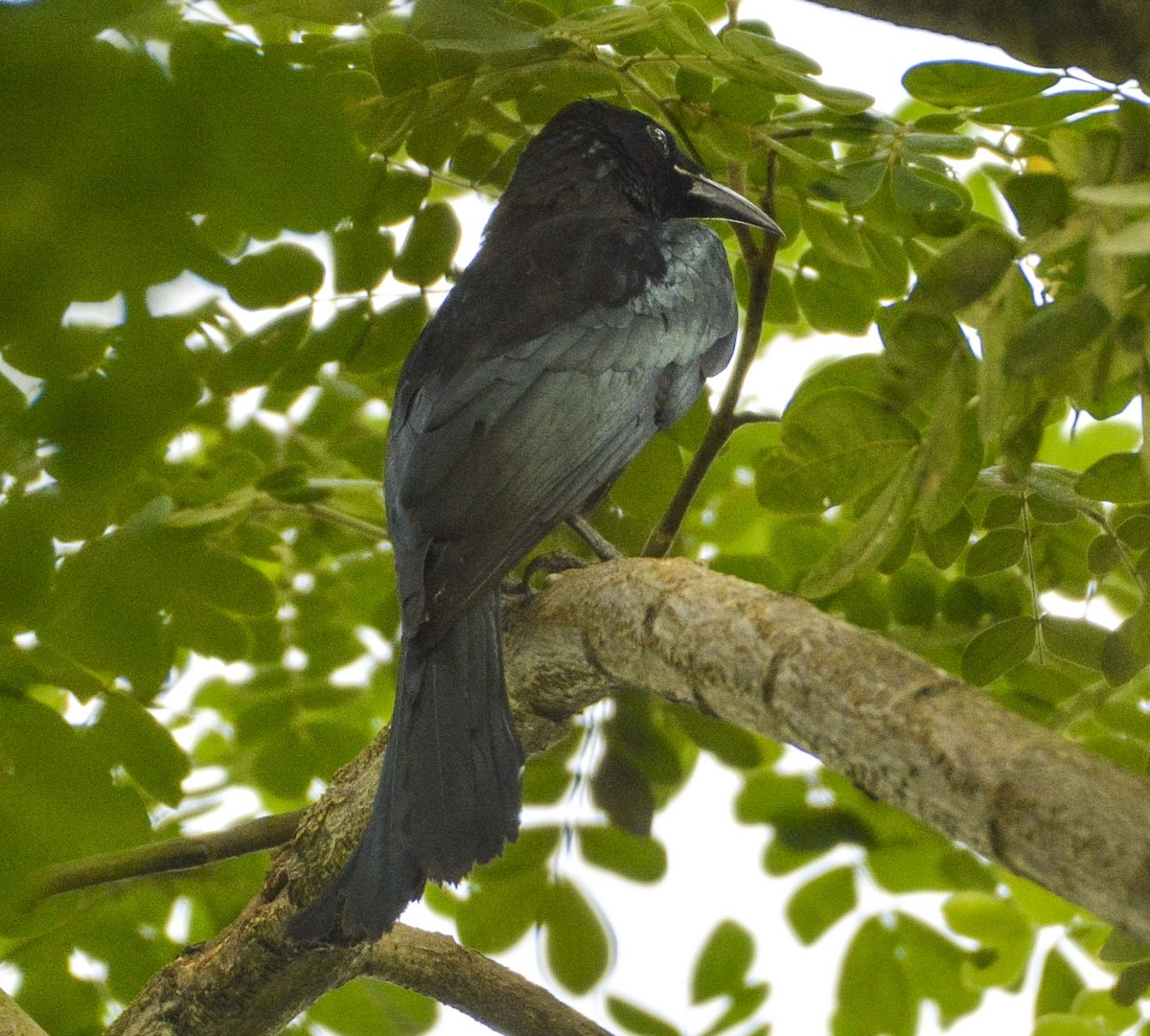 Hair-crested Drongo - ML376548681