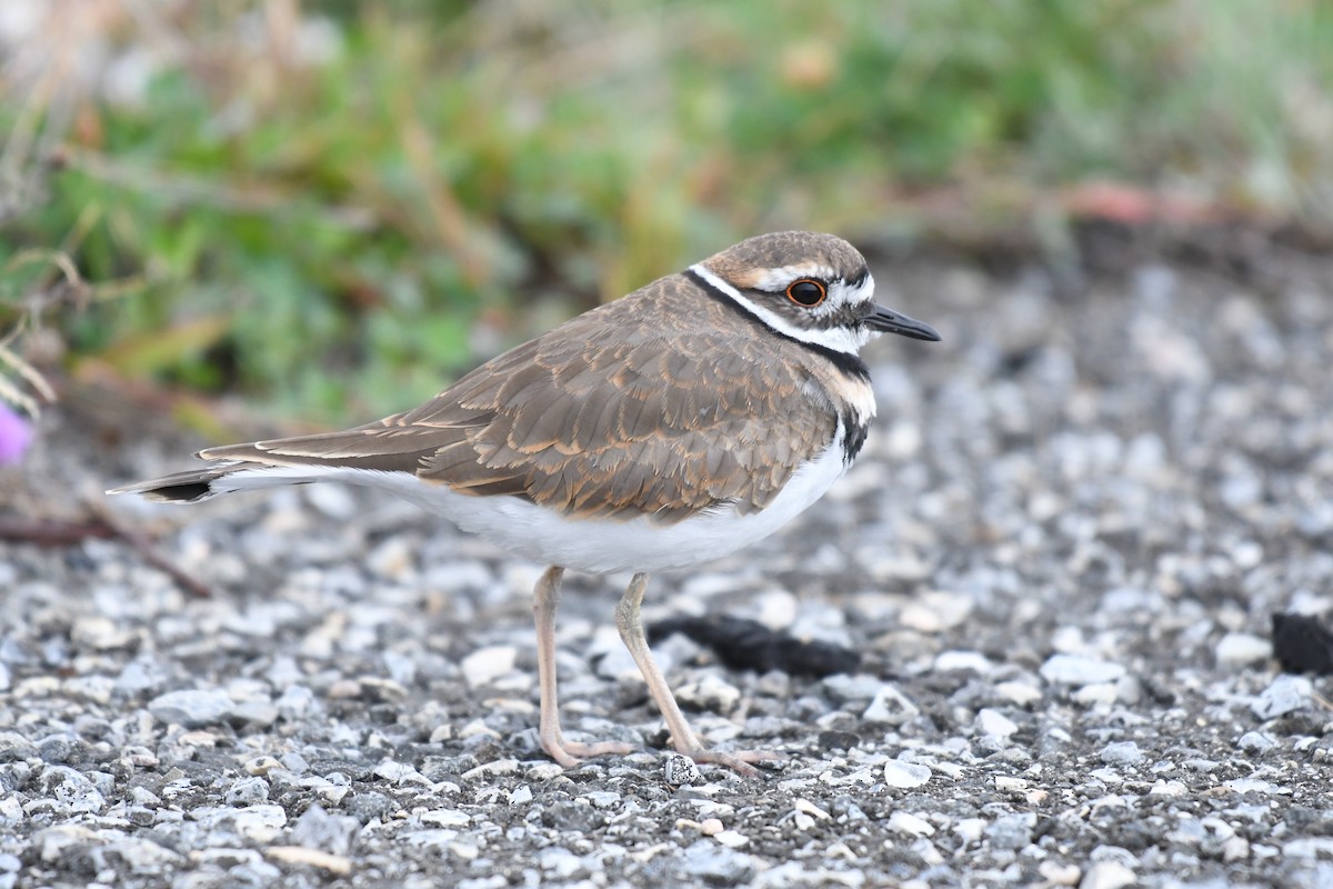 Killdeer - Peter Paul