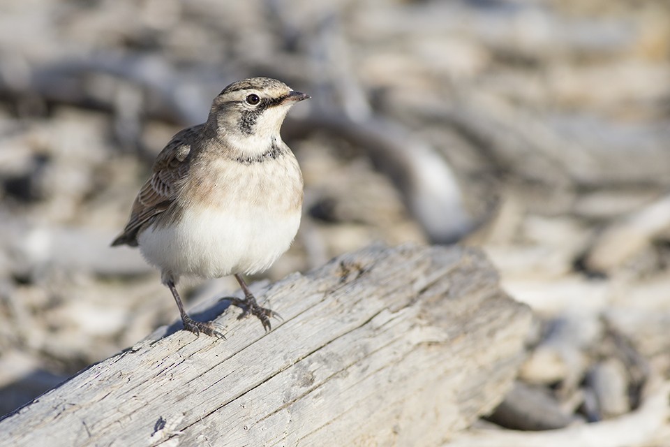 Horned Lark - ML37655401