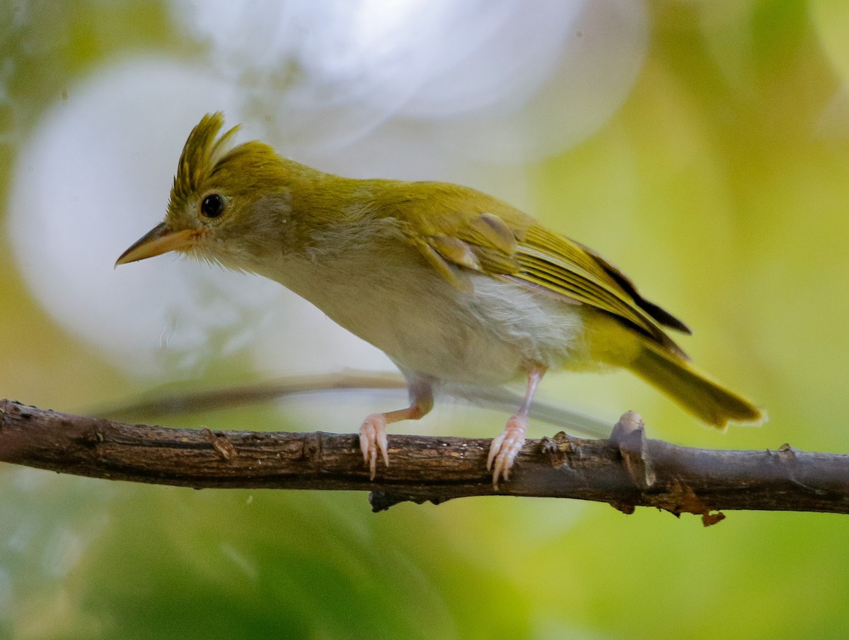 White-bellied Erpornis - Neoh Hor Kee