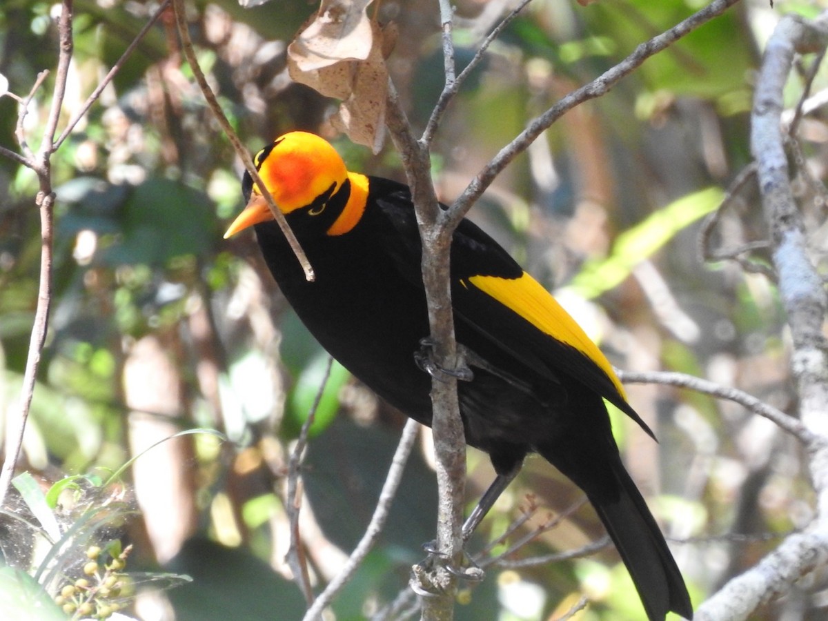 Regent Bowerbird - ML376555231