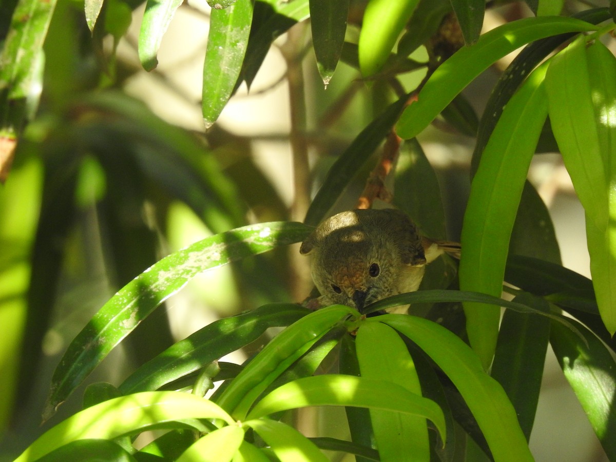 Brown Thornbill - ML376555281